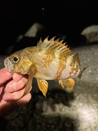 アカメバルの釣果