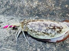 コウイカの釣果