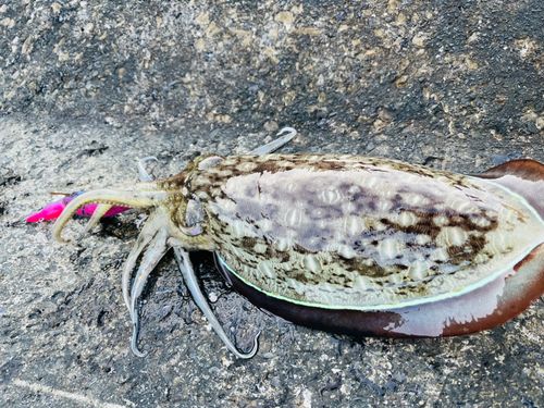 コウイカの釣果
