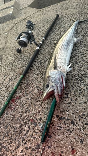 サワラの釣果