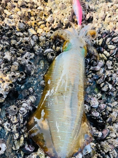 アオリイカの釣果