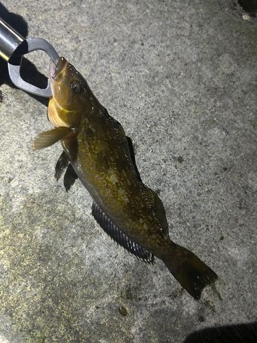 アイナメの釣果