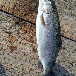 トラウトサーモン