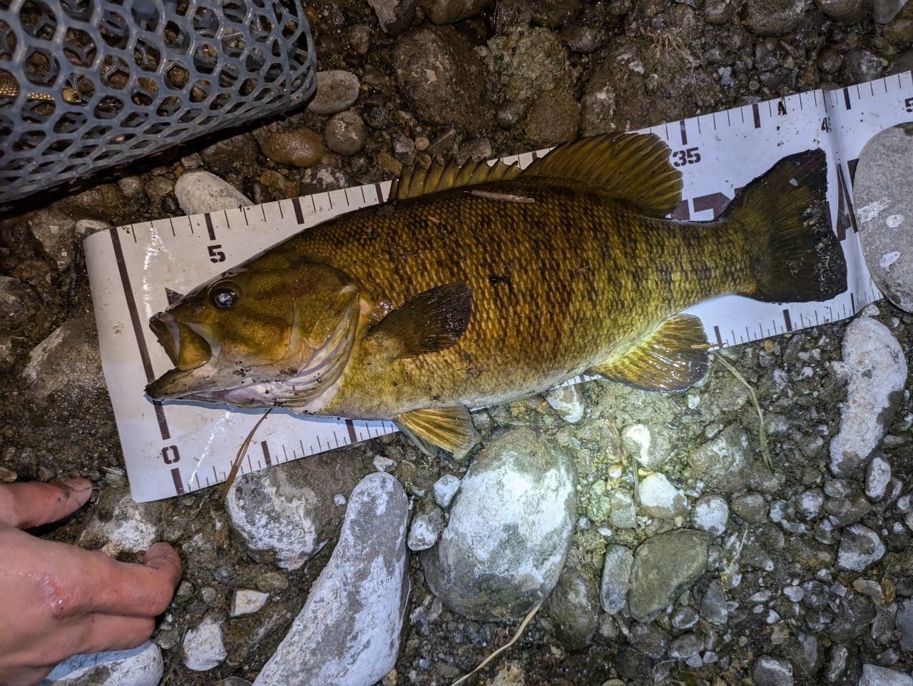 スモールマウスバス