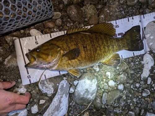 スモールマウスバスの釣果