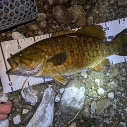 スモールマウスバス