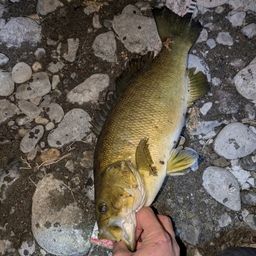 スモールマウスバス