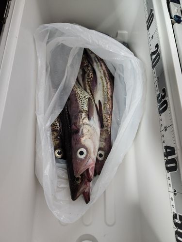 スケトウダラの釣果