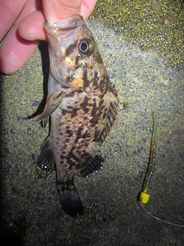 クロソイの釣果