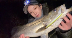 シーバスの釣果