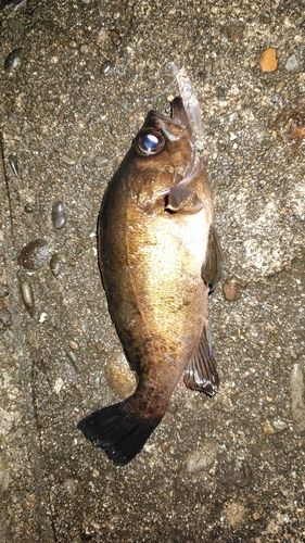 クロメバルの釣果