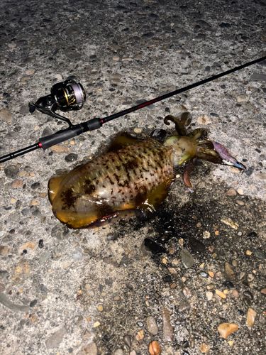 アオリイカの釣果