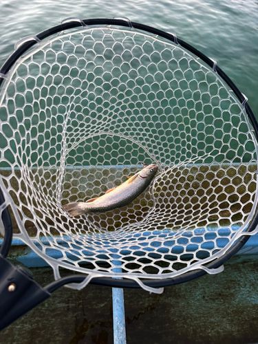 ニジマスの釣果