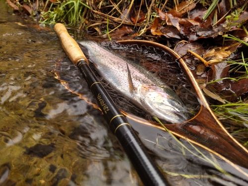 ニジマスの釣果