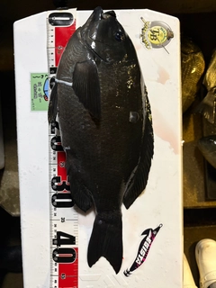 クチブトグレの釣果