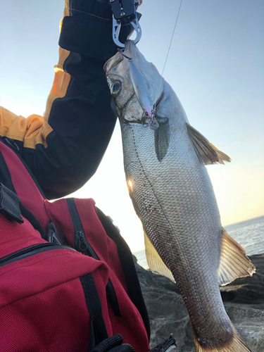 フッコ（ヒラスズキ）の釣果