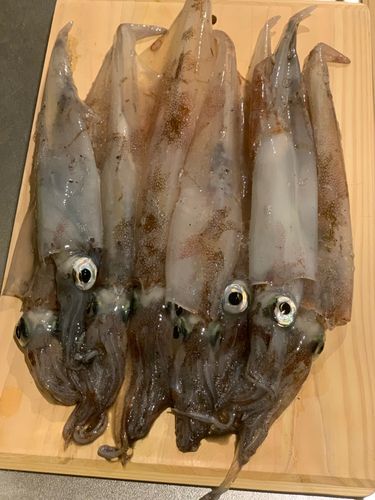 ヤリイカの釣果