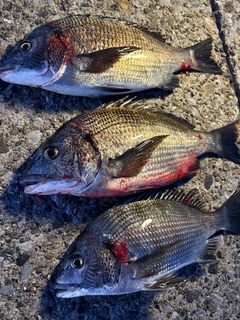 クロダイの釣果