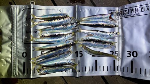 カタクチイワシの釣果