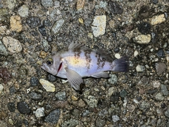 シロメバルの釣果