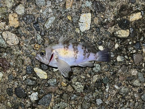 シロメバルの釣果