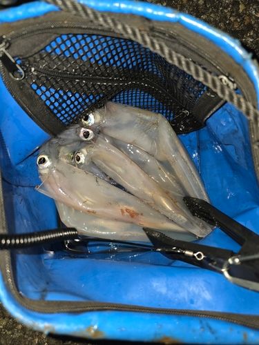 ヤリイカの釣果