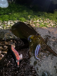 アオリイカの釣果