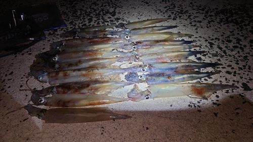 ヤリイカの釣果