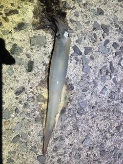 ヤリイカの釣果