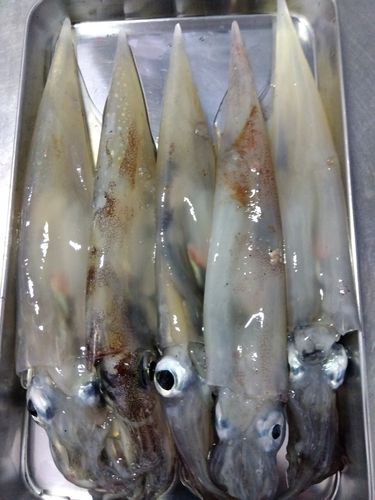 ササイカの釣果