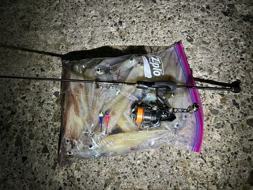 ヤリイカの釣果