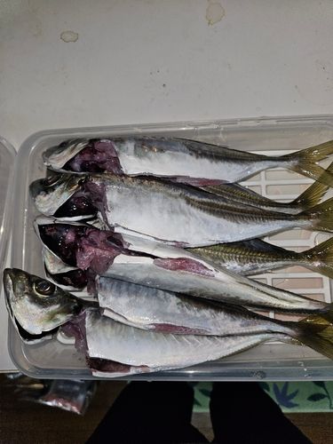 マアジの釣果