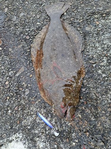 ヒラメの釣果