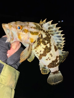 タケノコメバルの釣果