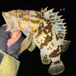 タケノコメバル