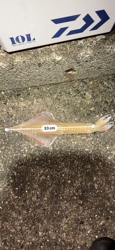 ヤリイカの釣果