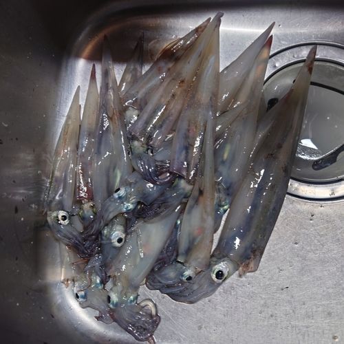 浜田港（島根）