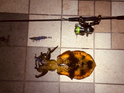 アオリイカの釣果
