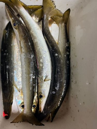 カマスの釣果