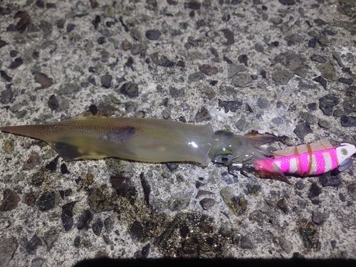 ヤリイカの釣果