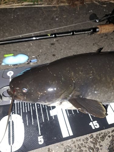 ナマズの釣果