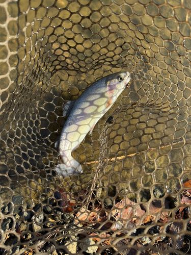 トラウトの釣果
