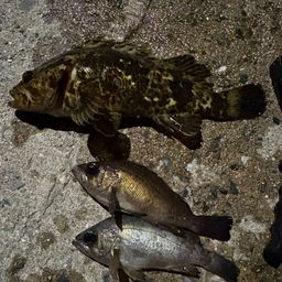 タケノコメバル