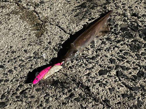 ヤリイカの釣果