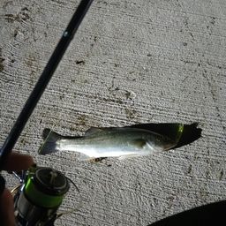 セイゴ（マルスズキ）