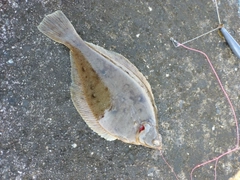 マガレイの釣果