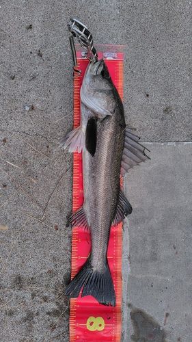 東京湾（アクアライン以北）