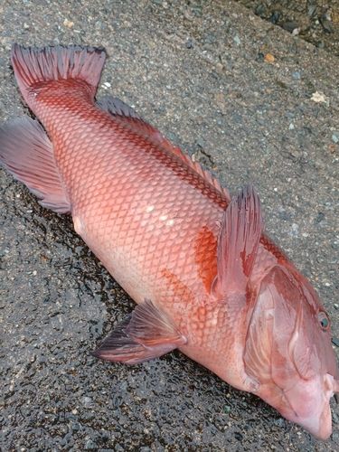 コブダイの釣果