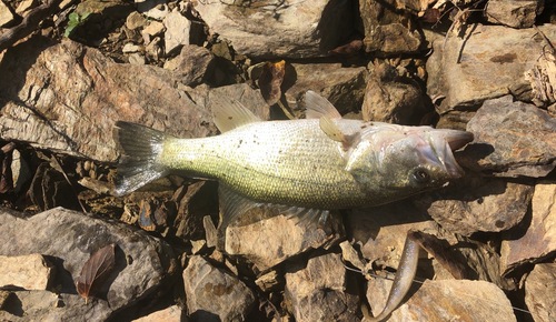 ブラックバスの釣果