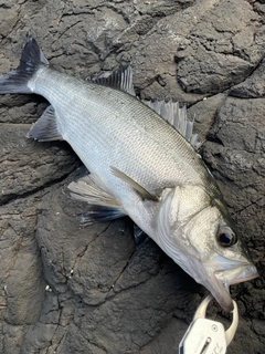 ヒラスズキの釣果